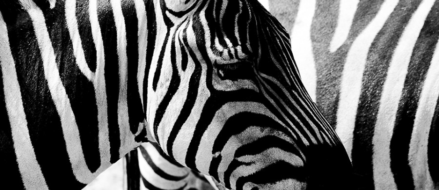 Zebra in Zwart Wit